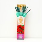 Саженец розы "Лили Марлен", 1 шт, туба, Весна 2023 - Фото 1