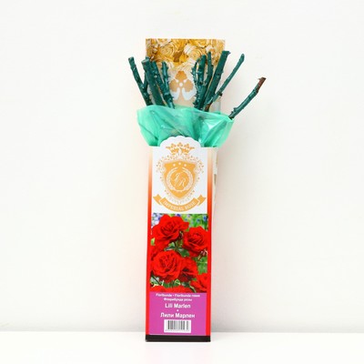 Саженец розы "Лили Марлен", 1 шт, туба, Весна 2023