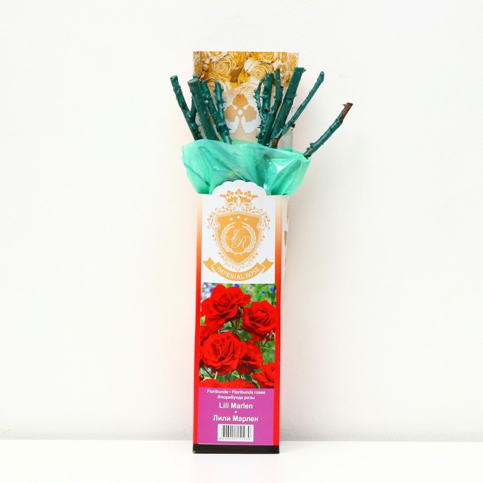 Саженец розы "Лили Марлен", 1 шт, туба, Весна 2023 - Фото 1