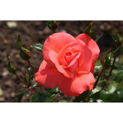 Саженец розы "Мюнхенер Киндл" 1 шт Весна 2022