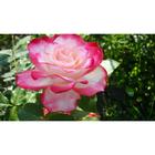 Саженец розы "Персис", 1 шт, туба, Весна 2023 - Фото 1