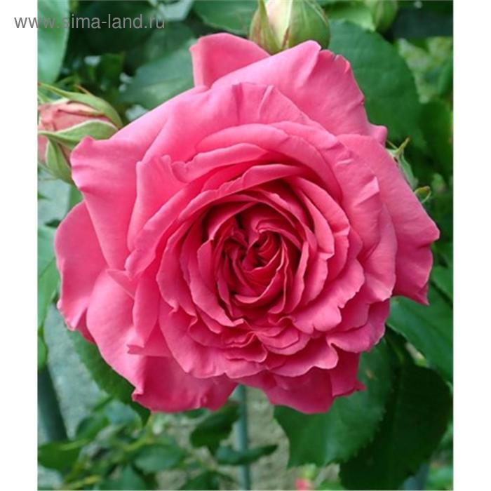 Саженец розы "Мистик" 1 шт Весна 2021 - Фото 1