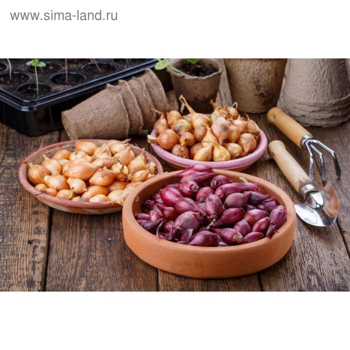 Лук севок смесь (штутгартен + кармен), р-р 18-21, 2 кг