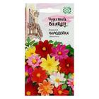 Семена цветов Георгина "Чародейка", смесь, серия Чудесный балкон,  0,3 г - фото 11887281