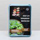 Набор для выращивания на балконе микрозелени Мангольд - фото 21170875