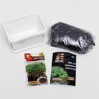 Набор для выращивания на балконе микрозелени Мангольд - фото 21170876