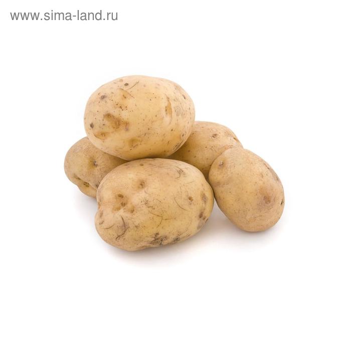 Семенной картофель "Удача", 25 кг +/- 10%, 2 репр., - Фото 1