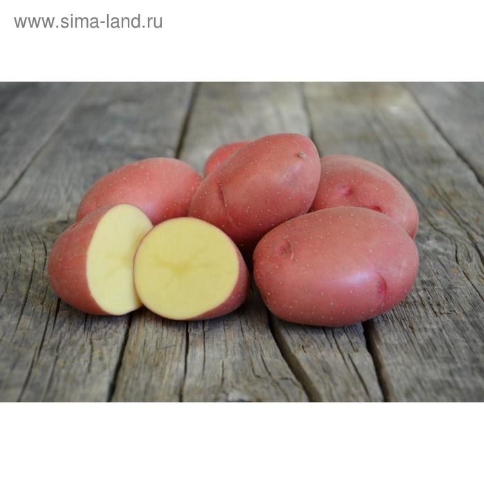 Семенной картофель "Розара", 25 кг +/- 10%, СуперЭлита - Фото 1