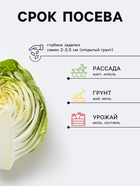Семена Капуста краснокочанная «Ранняя красавица», 0.5 г, «Русский огород» - Фото 2