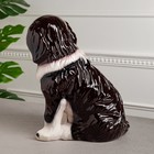 Копилка "Собака Бетховен", бело-коричневая, керамика, 33 см - Фото 4