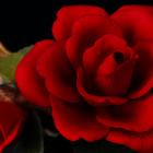 Декоративная роза Elisabeth, 11 × 19 × 8 см - Фото 4