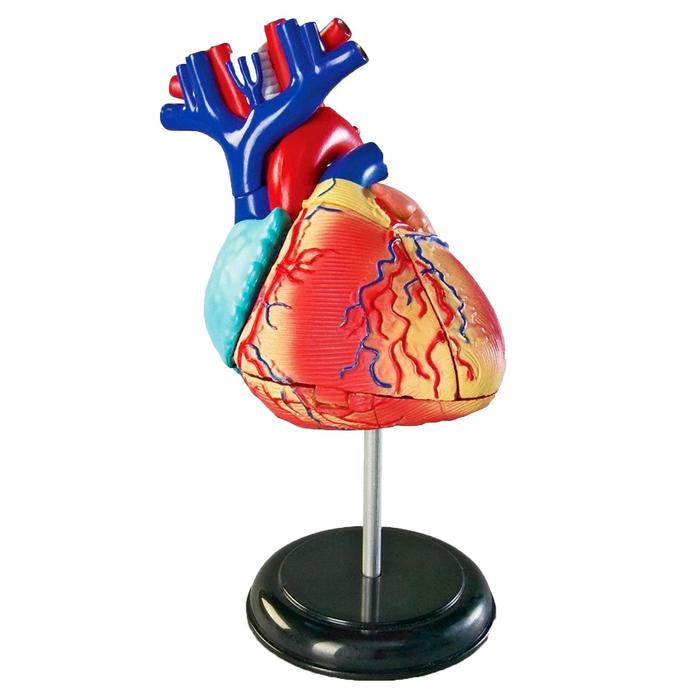 Развивающая игрушка «Анатомия человека. Сердце», 29 элемент - Фото 1