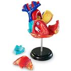 Развивающая игрушка «Анатомия человека. Сердце», 29 элемент - Фото 3