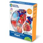 Развивающая игрушка «Анатомия человека. Сердце», 29 элемент - Фото 4