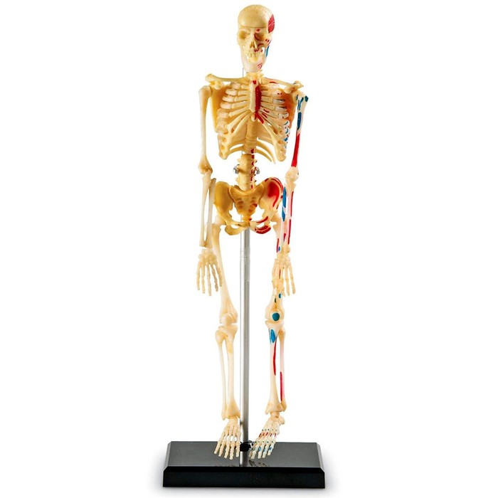 Развивающая игрушка «Анатомия человека. Скелет», 41 элемент - Фото 1