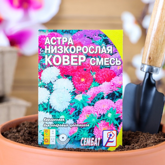 Семена цветов Астра "Ковер", низкорослая, смесь, 0,2 г - Фото 1