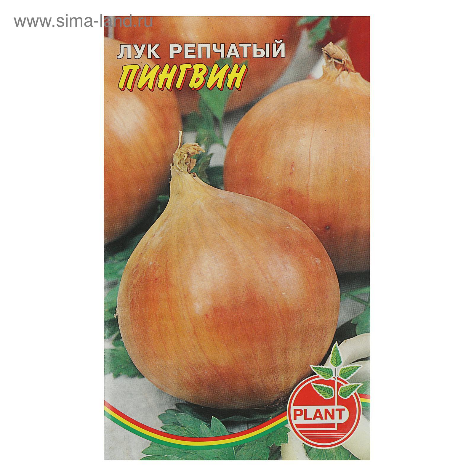 Лук пингвин описание сорта фото отзывы Лук пингвин описание сорта фото отзывы