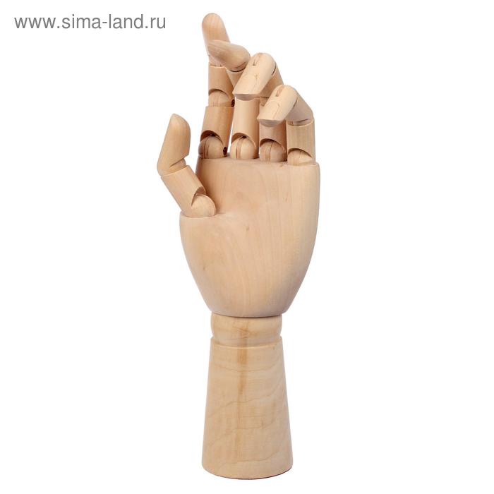 Модель деревянная рука, мужская, левая, 31 см