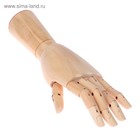 Модель деревянная рука, мужская, левая, 31 см - Фото 4
