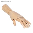Модель деревянная рука, мужская, левая, 31 см - Фото 5