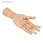 Модель деревянная рука, мужская, левая, 31 см - Фото 6