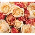 Фотообои флизелиновые 3D Flizetto "Букет цветных роз" 300х270 - фото 295061780
