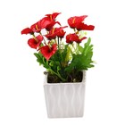 композиция в глянц горшочке 20*9 см антриум - Фото 1