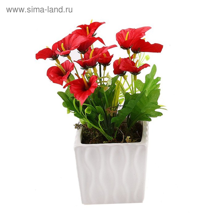 композиция в глянц горшочке 20*9 см антриум - Фото 1