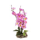 бонсай-композиция сакура кустик 20*10 см - Фото 1