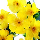 букет яркость 30 см - Фото 2