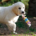 Игрушка жевательная для собак Пижон Premium на верёвке, 5 элементов, термопластичная резина, микс - фото 9168656
