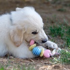 Игрушка жевательная для собак Пижон Premium на верёвке, 5 элементов, термопластичная резина, микс - фото 60788968