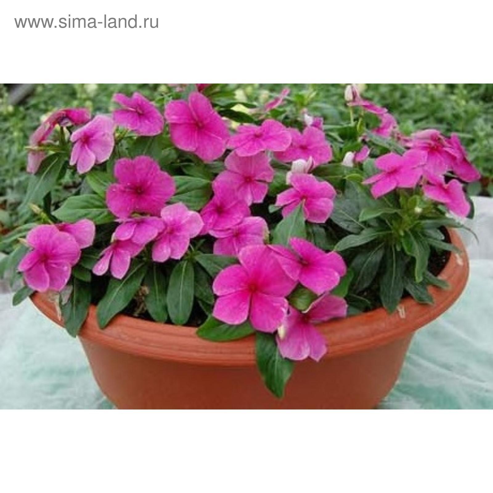 Катарантус комнатный фото Катарантус комнатный фото