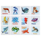 Развивающие карточки для малышей «Морские животные», 12 карточек - Фото 2