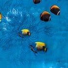 Штора для ванны Доляна «Рыбки», 180×180 см, EVA - Фото 2