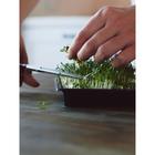 Набор для выращивания микрозелени Vegebox, 5 лотков, подсолнечник 5860431 - фото 16982617