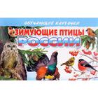 Зимующие птицы России - фото 321657176