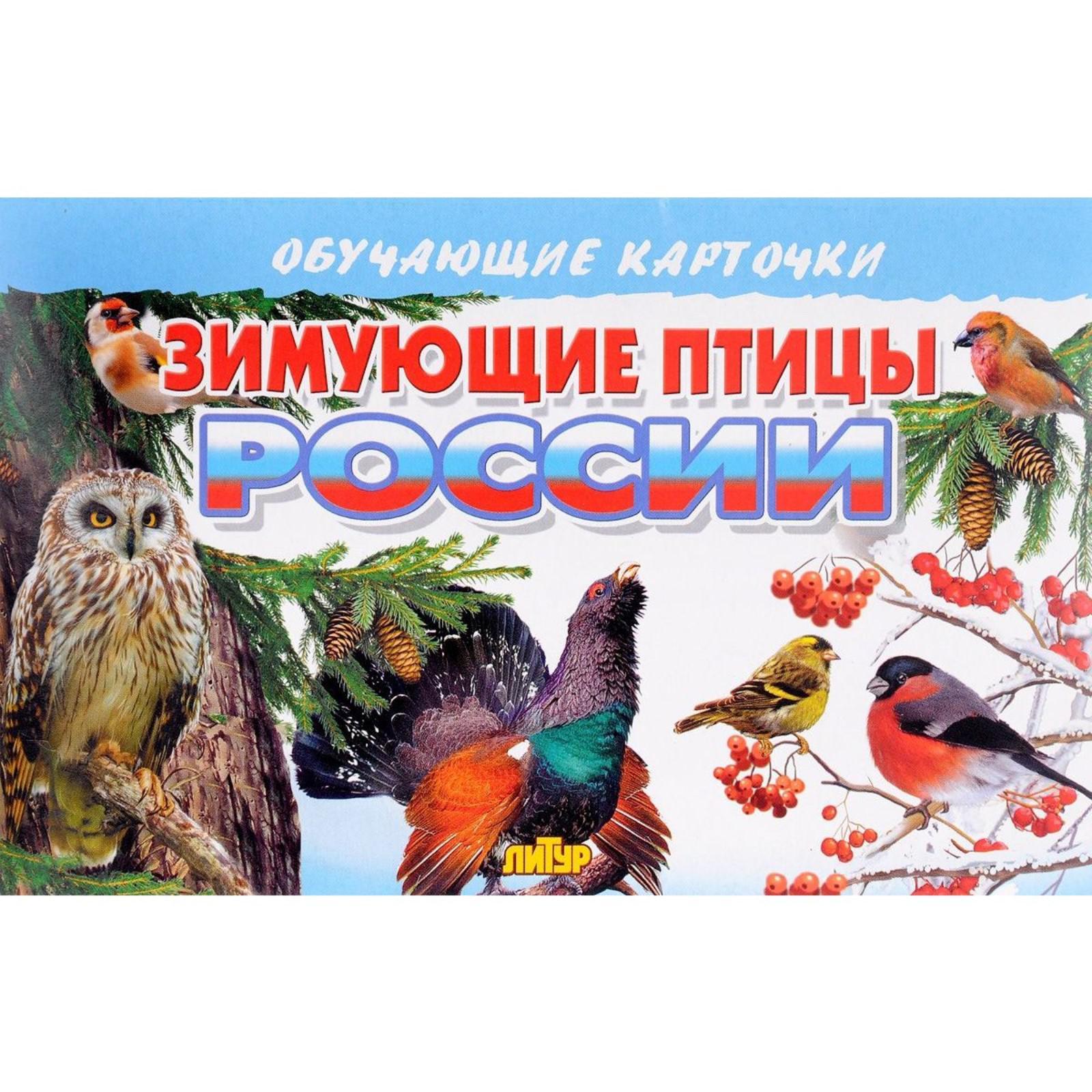 Зимующие птицы России (5530523) - Купить по цене от 90.00 руб ...