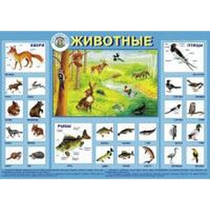 Плакат. Животные ,рыбы,птицы по алфавиту на а. Животные птицы рыбы на букву к. Названия рыб птиц животных. Энциклопедия мир животных.