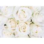 Фотообои «Белые розы» (8 листов), 280х200 см - фото 318446683