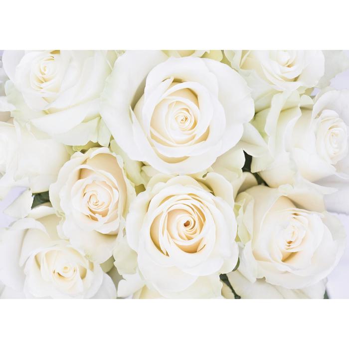 Фотообои «Белые розы» (8 листов), 280х200 см - Фото 1