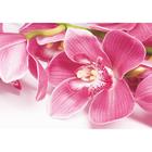 Фотообои "Орхидея" (4 листа)  200*140 см - фото 298950008