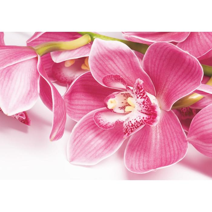 Фотообои "Орхидея" (4 листа)  200*140 см - Фото 1