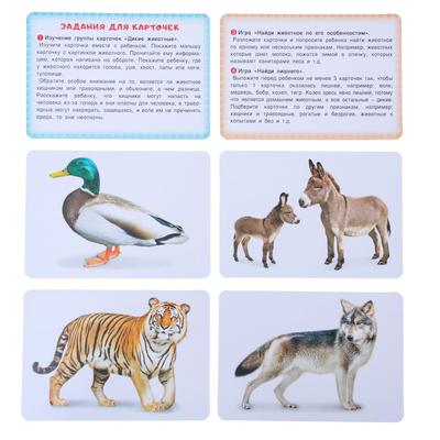 Карточки обучающие "Животные" 36 шт., 12,5 х 8,7 см