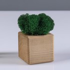 Кашпо композиция со мхом "Бриовуд", мох стабилизированный: Forest green (Зелёный лес) - фото 318447757