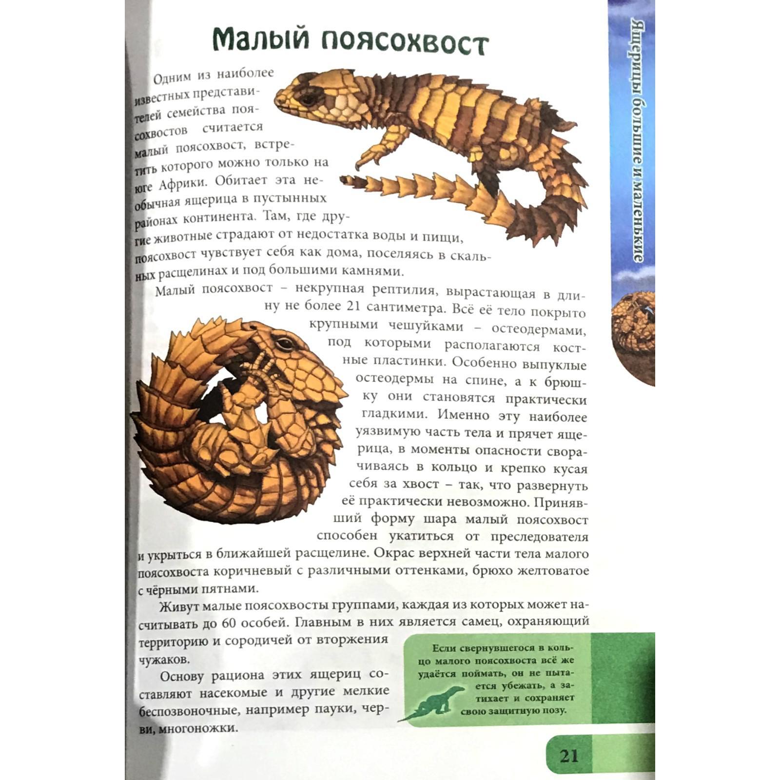 Ящерицы большие и маленькие (5547401) - Купить по цене от 92.00 руб. |  Интернет магазин SIMA-LAND.RU