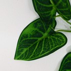 Лиана искусственная «Аронник итальянский», 220 см - Фото 2