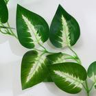 Лиана «Антуриум Андрэ», h=220 см - Фото 2