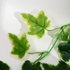 Лиана искусственная «Хедера хеликс», 220 см - Фото 2