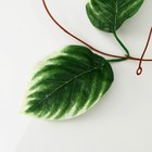 Лиана искусственная «Калатея полосатая», 230 см - Фото 2